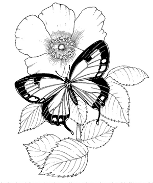 Butterflies Coloring Book Page