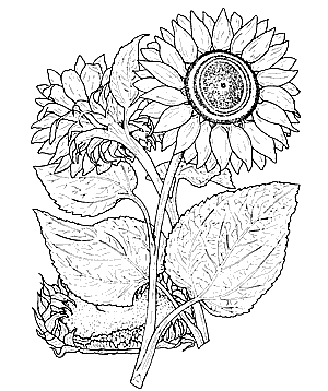 Color Your Own Great Flower Prints Coloring Book Page
