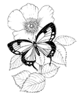 Coloring Page from: Butterflies Coloring Book