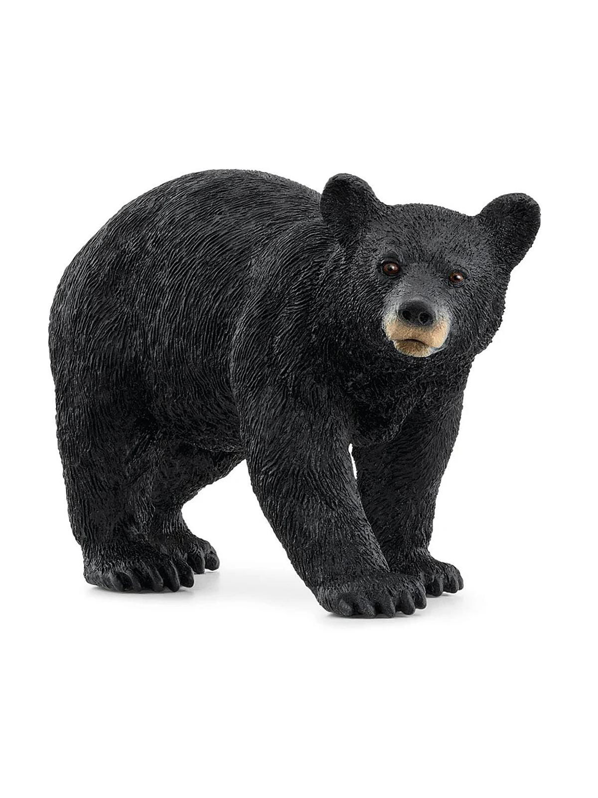 American Black Bear