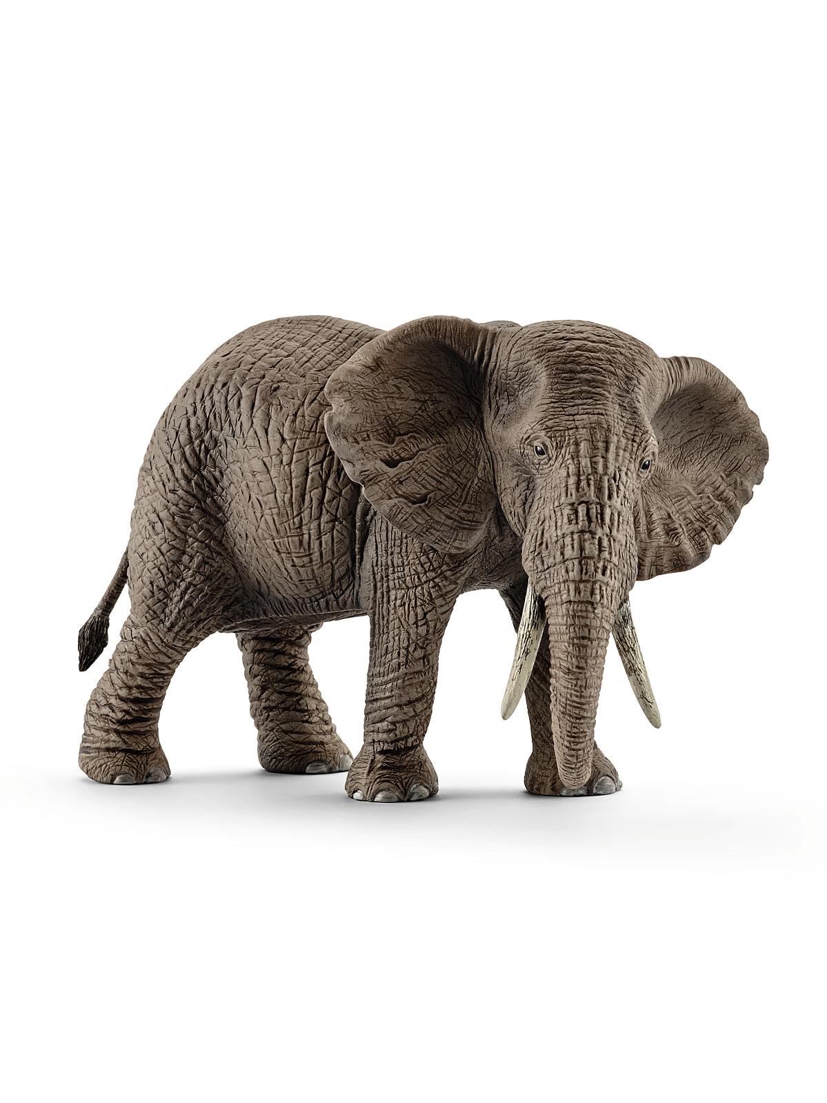 African Elephant Female