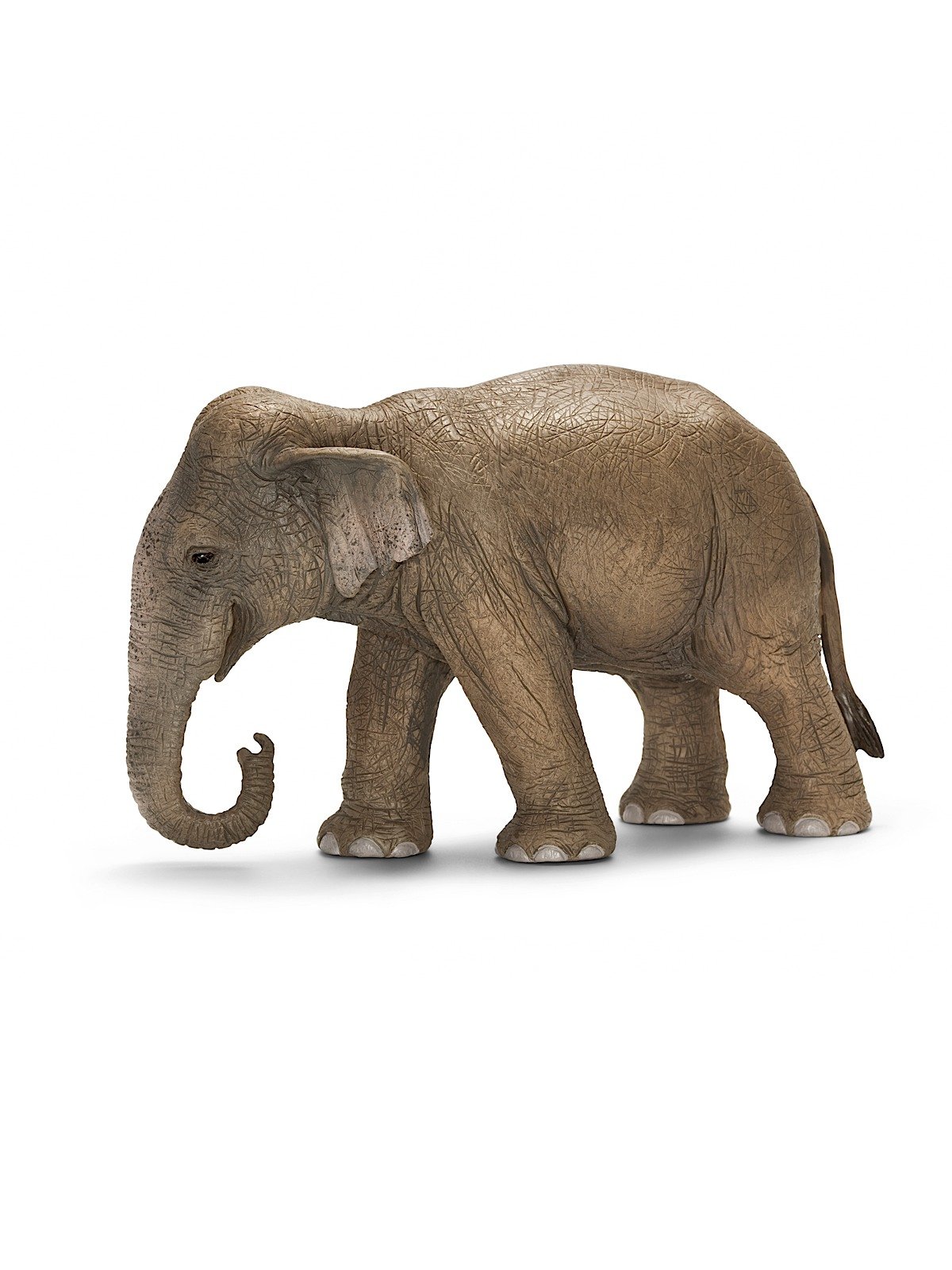Asian Elephant Female